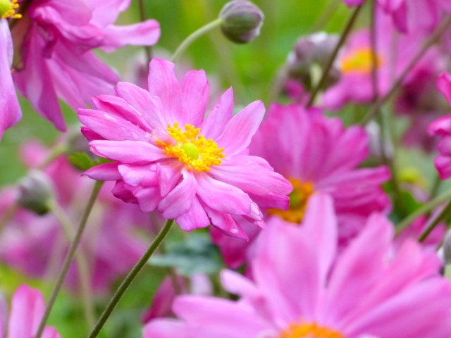 シュウメイギク（八重咲）