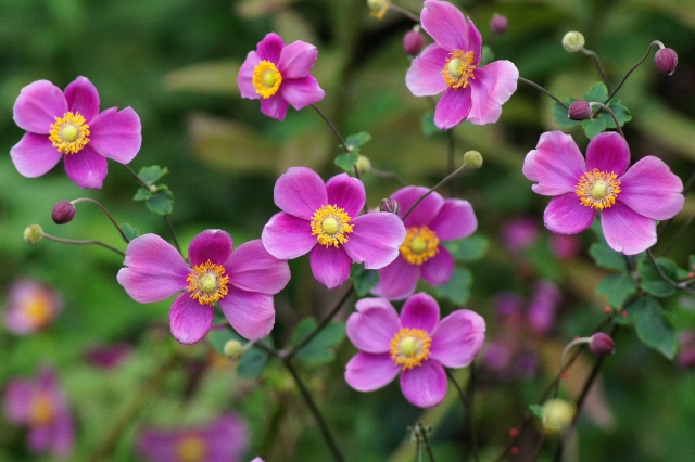 シュウメイギク(ピンク）