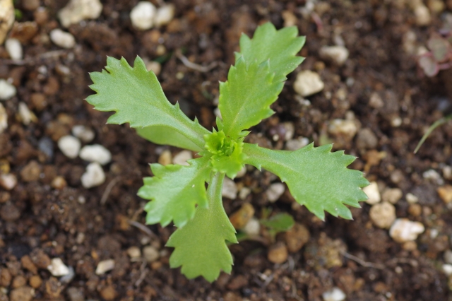 クリサンセマム（幼苗）