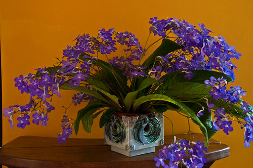 ストレプトカーパス