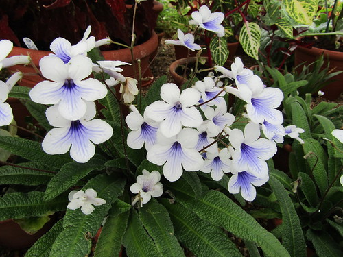 ストレプトカーパス（白）