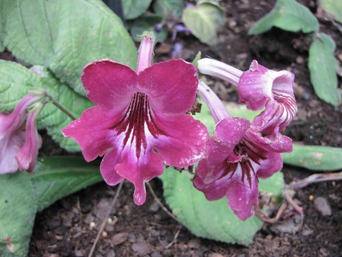 ストレプトカーパス（ピンク）