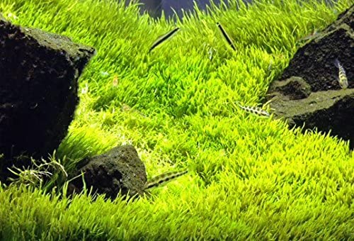 アミメミミカキグサ