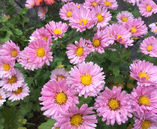 スプレーマム（ピンク）