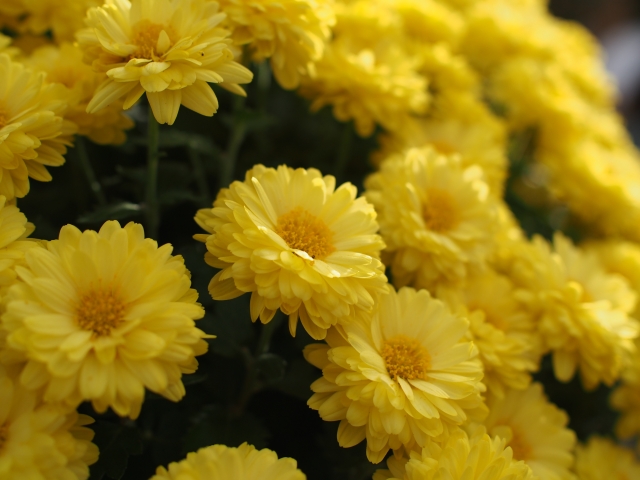 スプレーマムの育て方!植え付けから増やし方までと病害虫対策を解説のイメージ