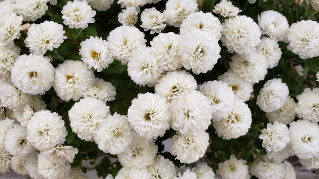 スプレーマム（白）