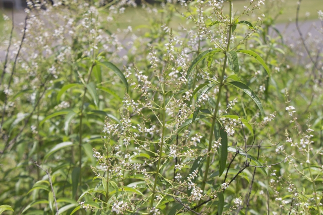 レモンバーベナの花