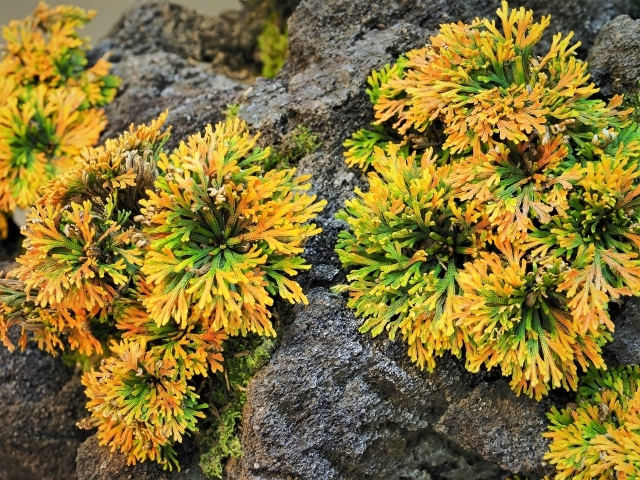 紅葉するイワヒバ