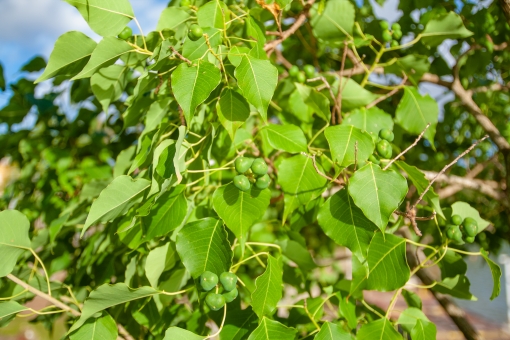 ナンキンハゼ（夏）