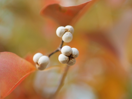 ナンキンハゼ（実）