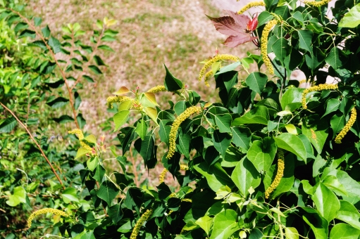 ナンキンハゼ（花）