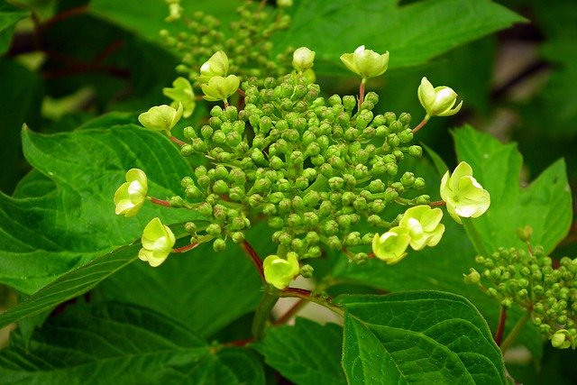 ビバーナム（つぼみ）