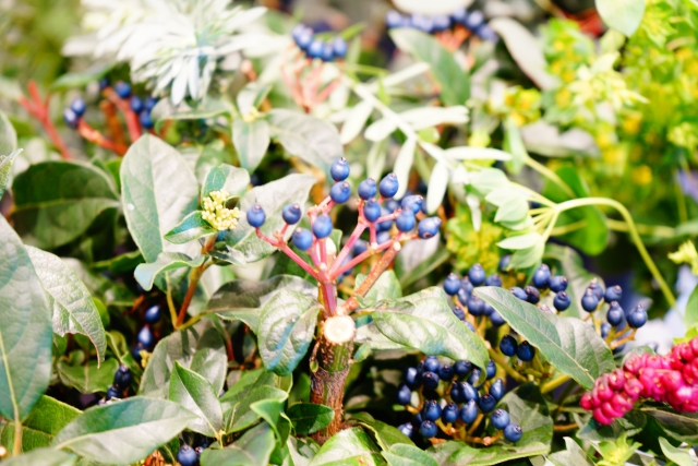 ビバーナム・ティヌス（実）