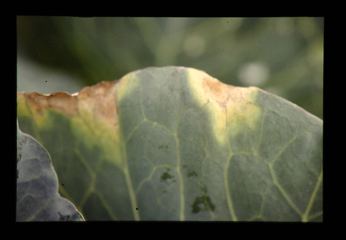 キャベツ黒腐病の初期症状