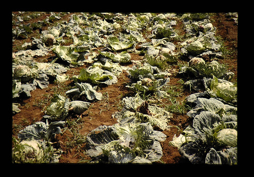 黒腐病が大量発生したキャベツ畑