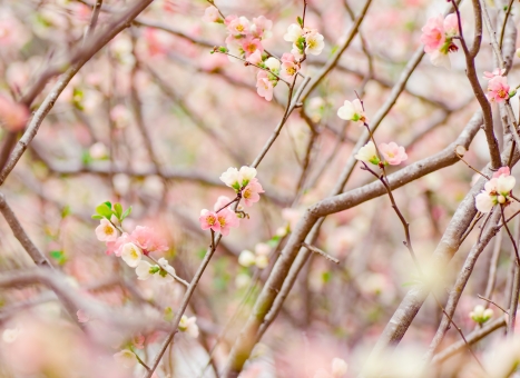 ボケ（枝ぶり）