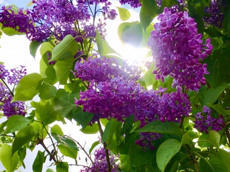 ライラック - 植物図鑑