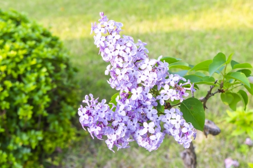 ライラック（薄紫花）