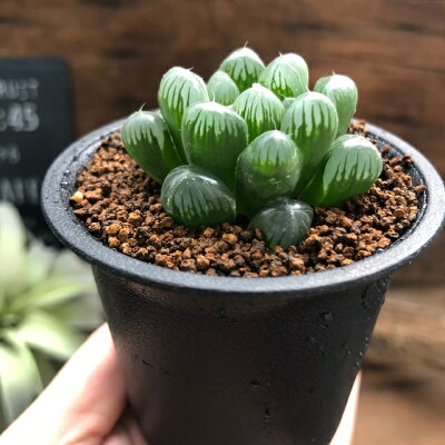 トゥルンカータ