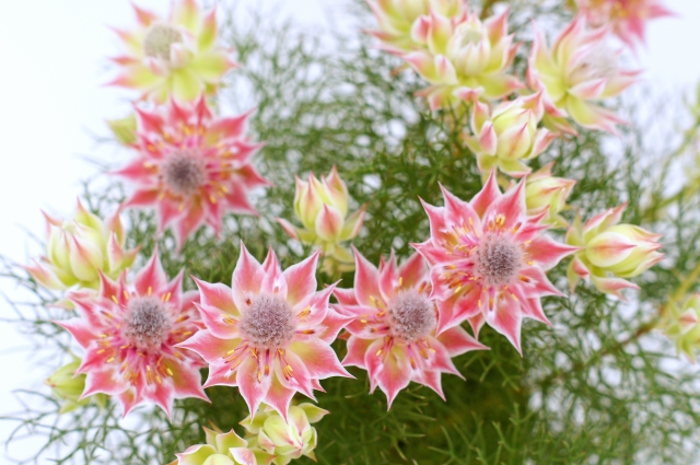 セルリア（プリティピンク）