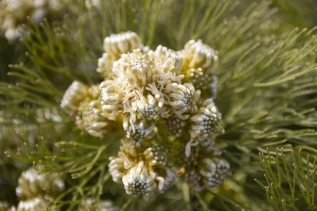 セルリア（レモンハニー）