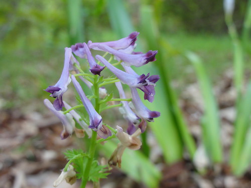 ムラサキケマン