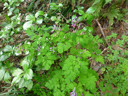 ムラサキケマン（葉）