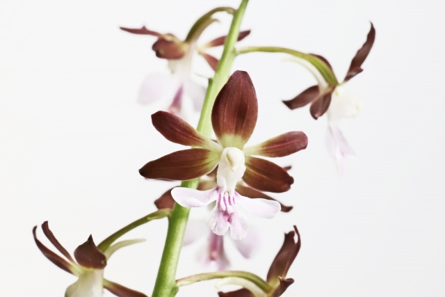 エビネ（複色）