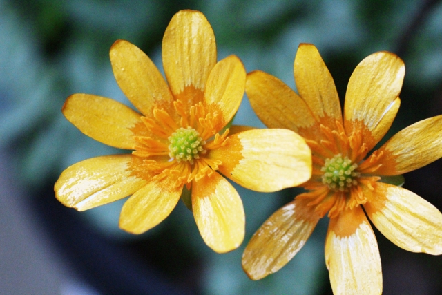 ヒメリュウキンカ（山吹色