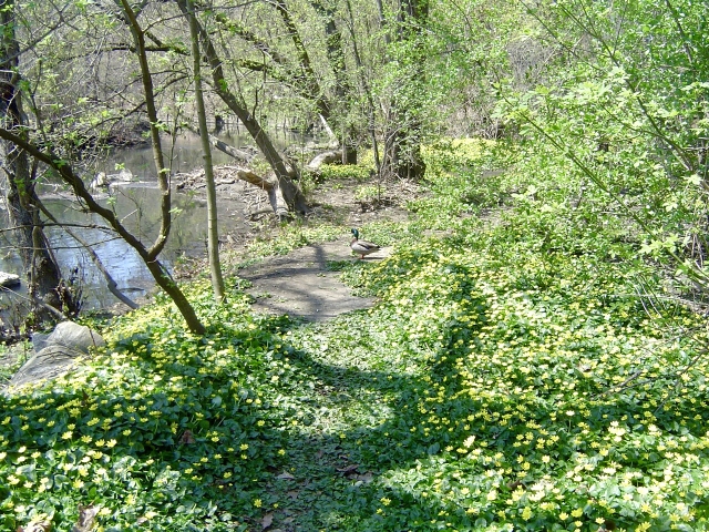 ヒメリュウキンカの群生