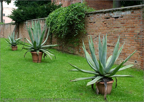 アオノリュウゼツラン