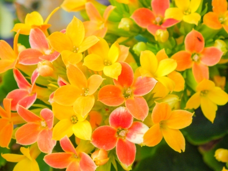 カランコエ（黄花）