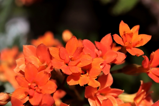 カランコエ（オレンジ花）