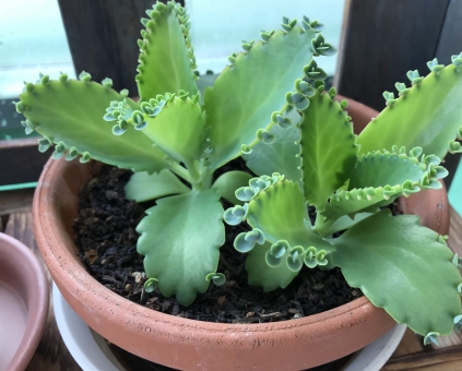 カランコエ（葉）