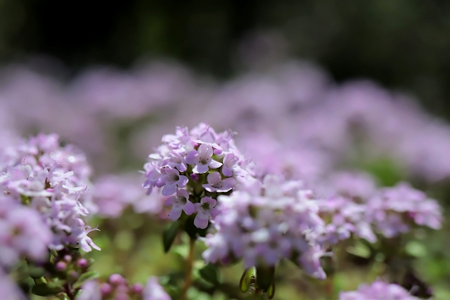 クリーピングタイム