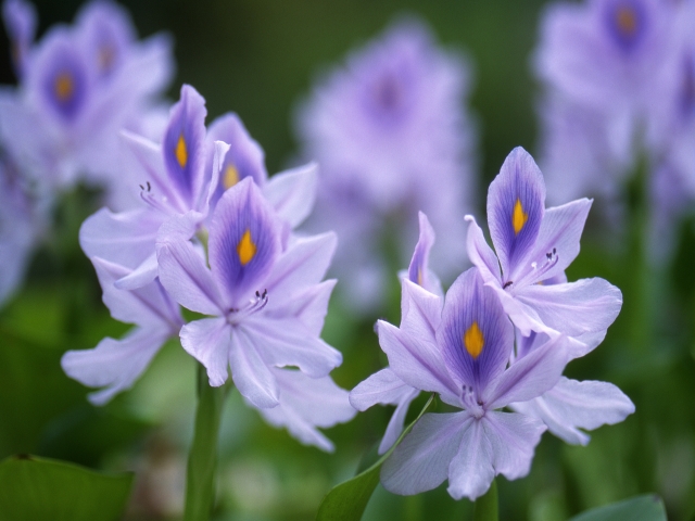 ホテイアオイの花