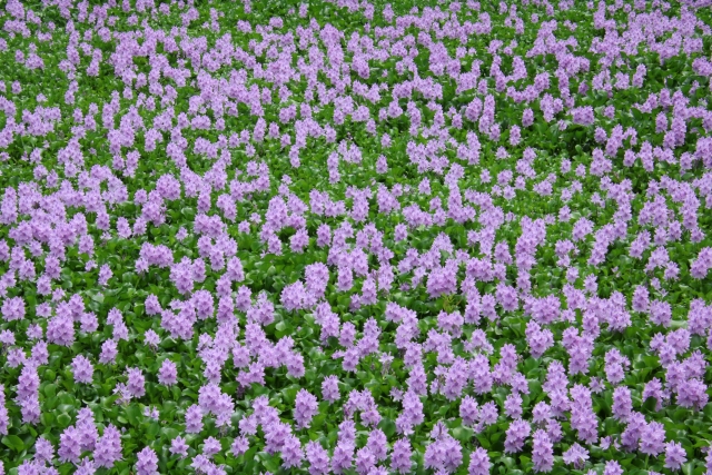 群生するホテイアオイ