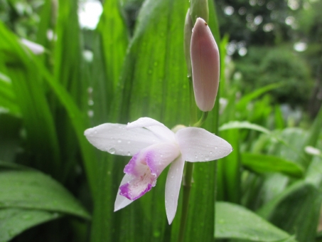 シラン（つぼみ）