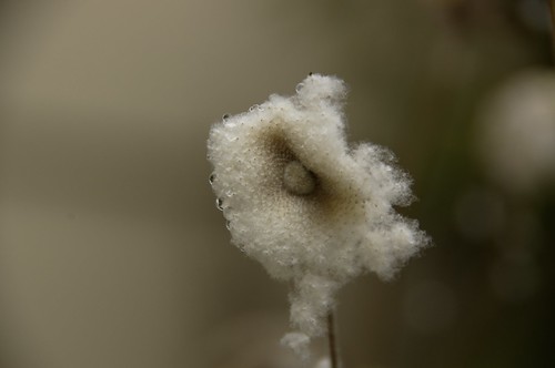 シュウメイギクの種と綿毛