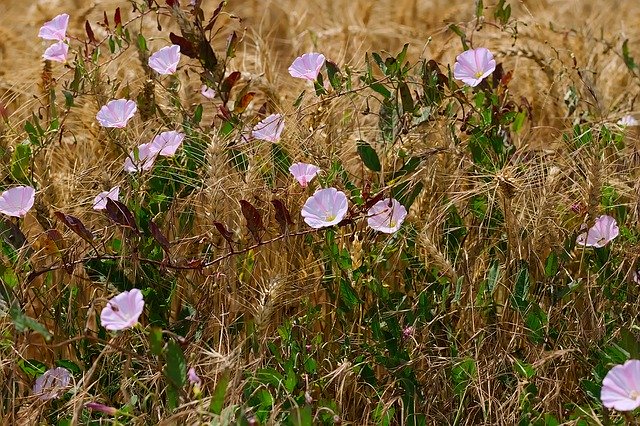 ヒルガオの群生