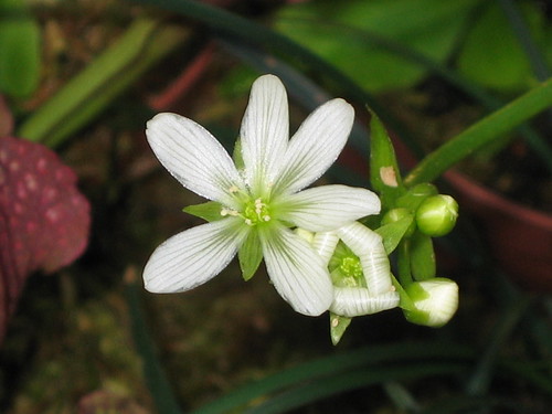 ハエトリグサの花
