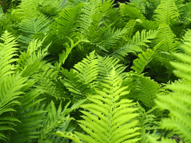 クサソテツの育て方!鉢植え・庭植えの管理方法と増やし方のポイントのイメージ