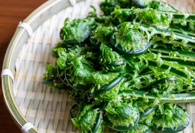 クサソテツ（若芽）