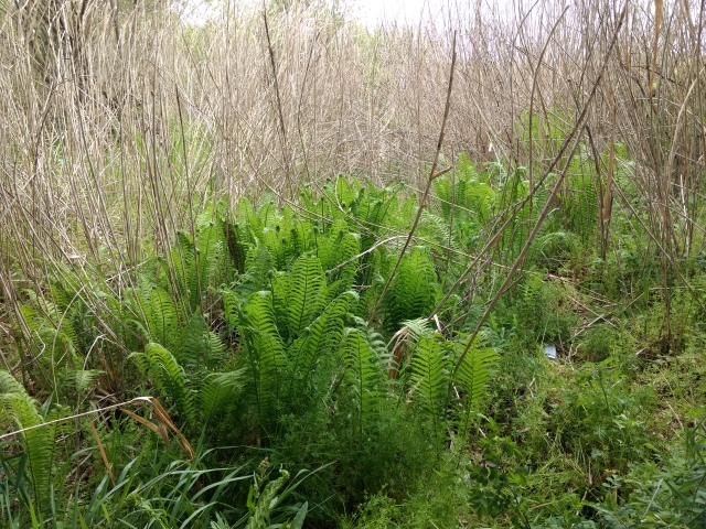 クサソテツ（葉）