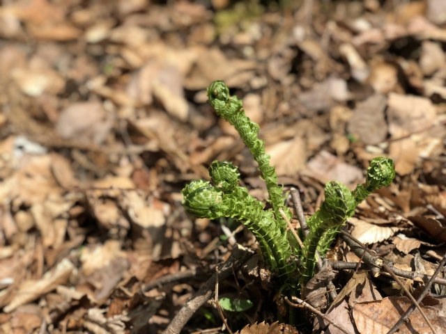 クサソテツ（若芽）