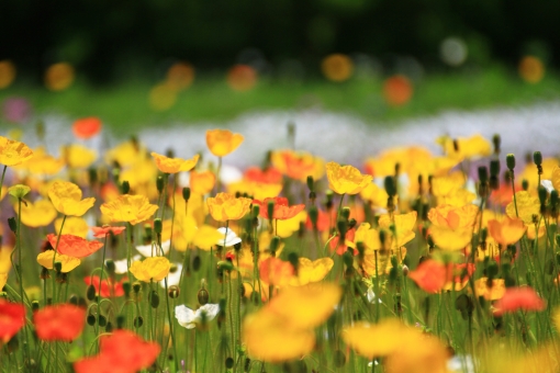 ポピー（黄花）