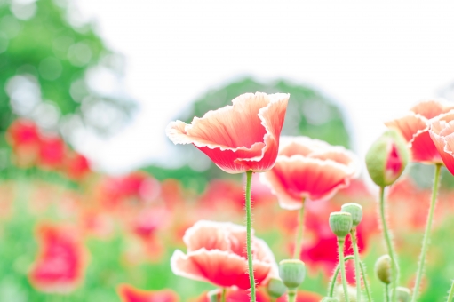 ポピー（複色）