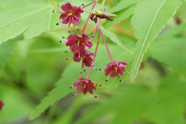 モミジの花