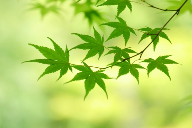 夏のモミジ