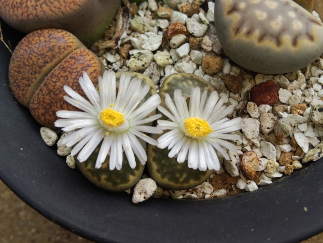 リトープス（開花期）